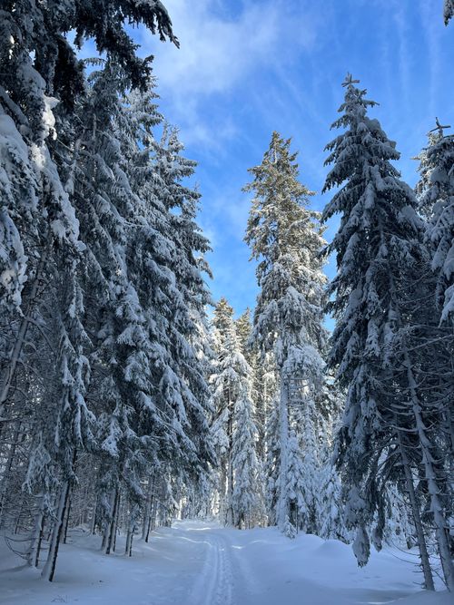 Free Beautiful winter pathway in an evergreen forest with snow-laden trees under a clear blue sky. Stock Photo
