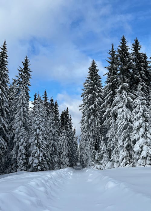 トレイル, 冬, 垂直ショットの無料の写真素材