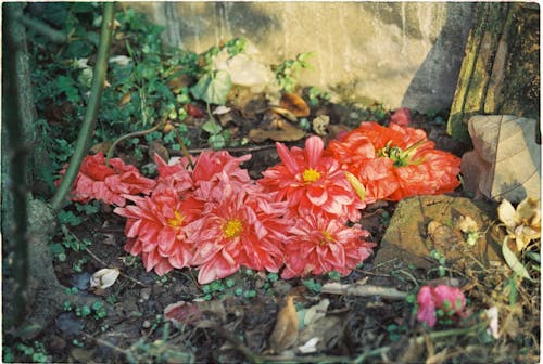Close-up of Pink Dahlias