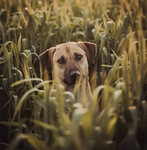Dog in Tall Grass