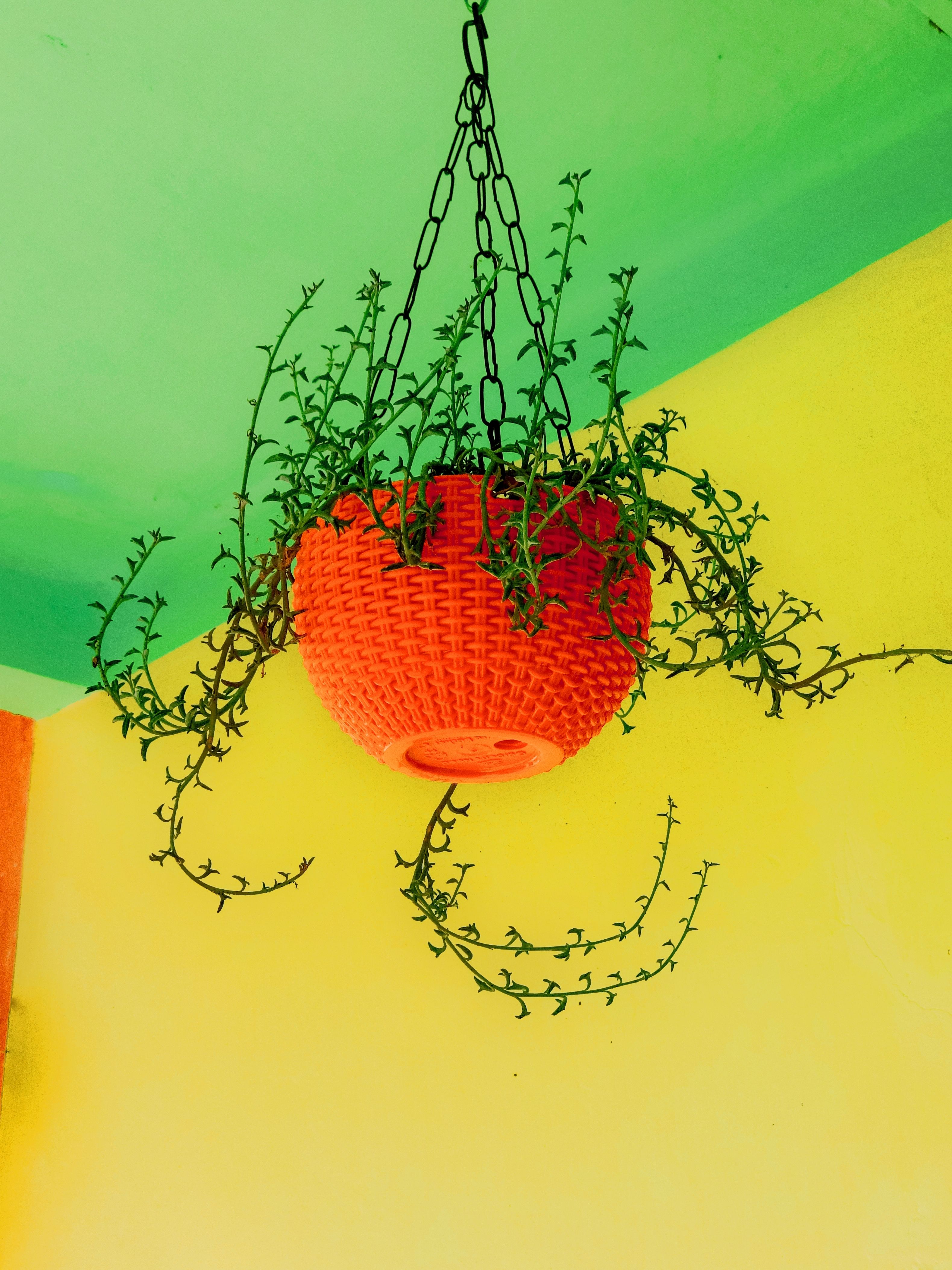 Elegant Macramé Plant Hangers - hanging plants for high ceiling areas