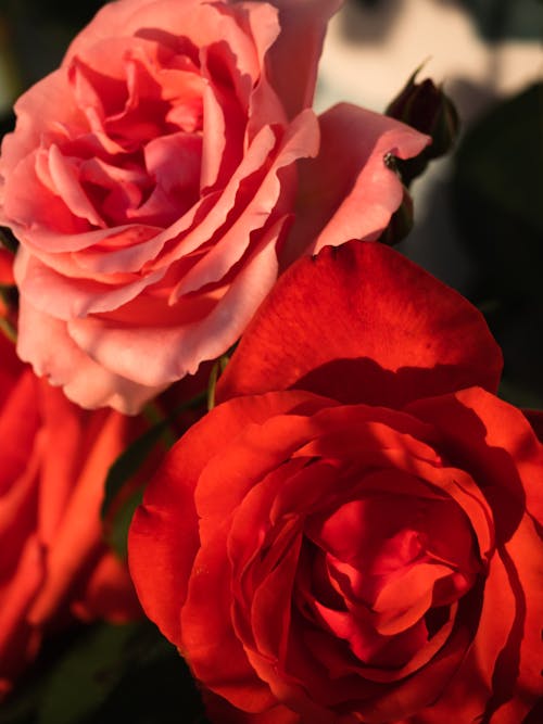 Close-up of Red and Pink Roses 