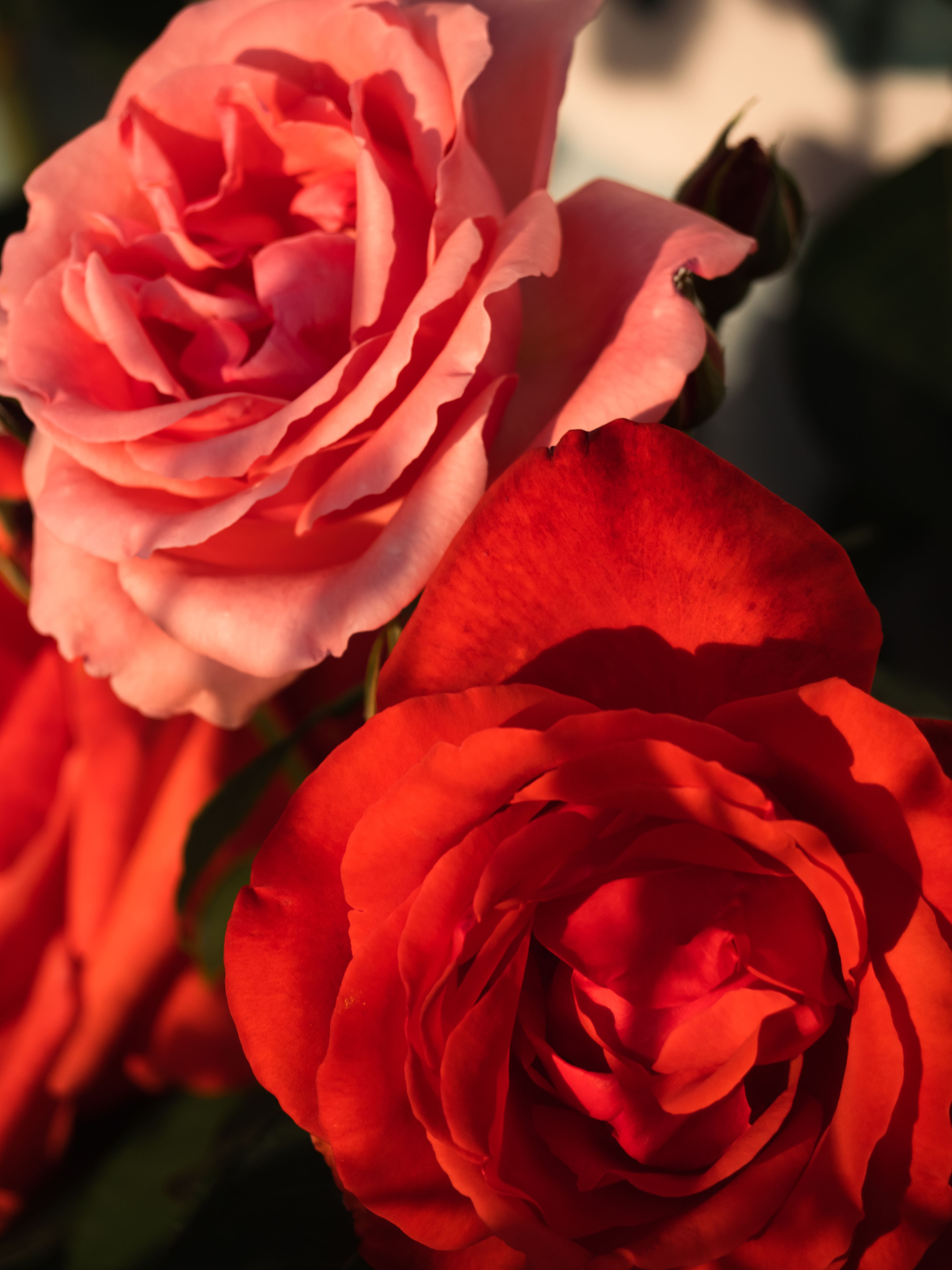 Close-up of Red and Pink Roses · Free Stock Photo