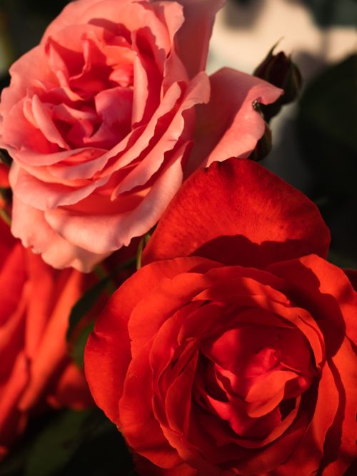Free Detailed close-up of pink and red roses capturing natural beauty and vibrant colors. Stock Photo