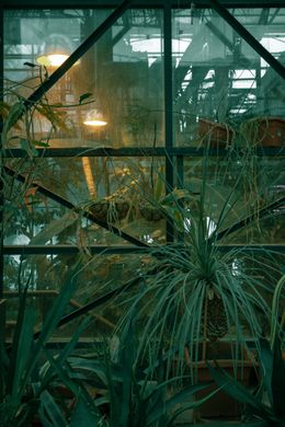 Exotic plants in a botanical greenhouse — photo by Kris Møklebust on Pexels