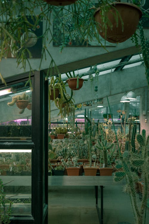 Interior of a Plant Store 