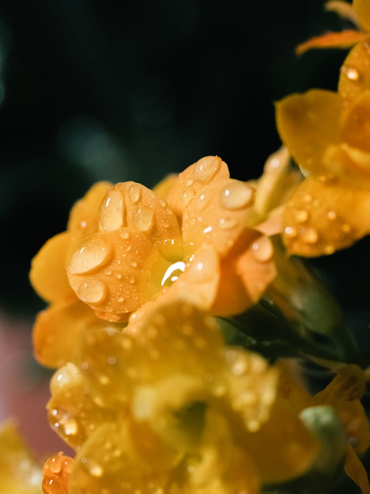 Closeup Of A Yellow Flower In Dew