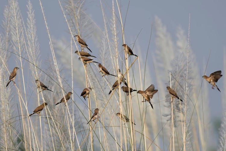 Small Birds Perching On Dry Grass