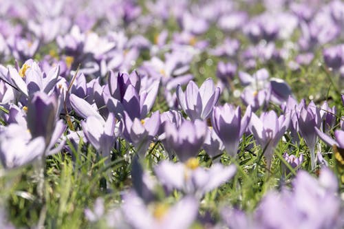 Бесплатное стоковое фото с весна, живописный, крокусы