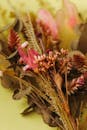Close-up of a Bouquet of Dried Flowers