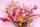 dried flowers