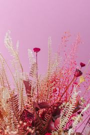 Dried ferns against a pink ground, photo by Jonathan Borba on Pexels