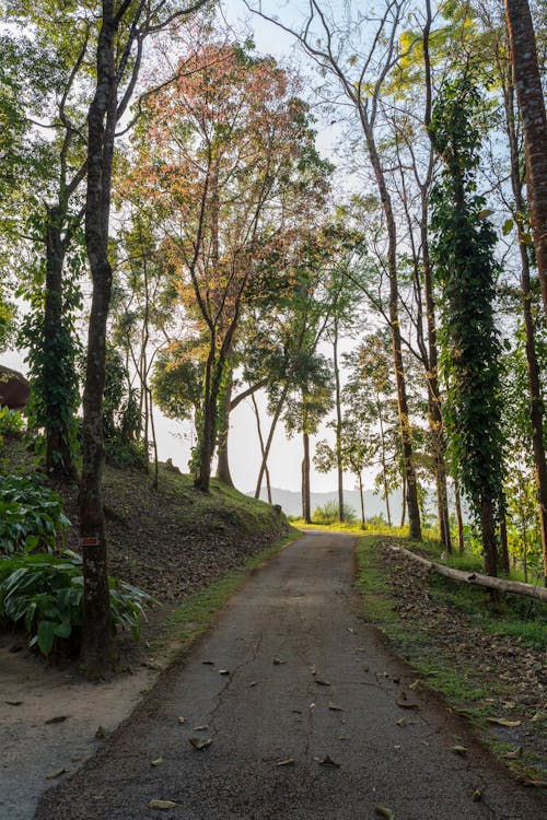 Foto stok gratis alam, bimbingan, bukit