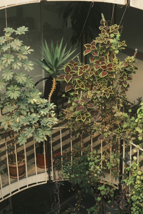 Plants Decorating a Terrace 