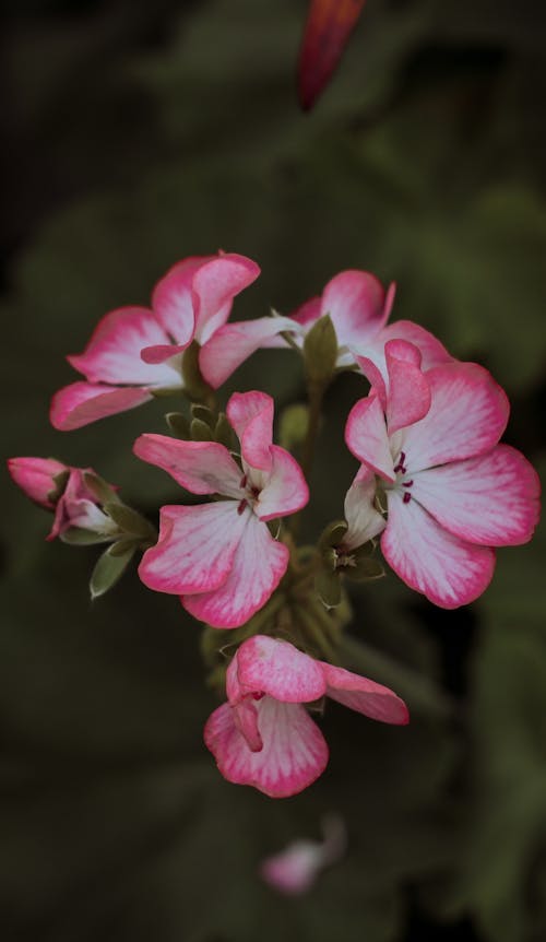 Immagine gratuita di fiori, focus selettivo, geranio