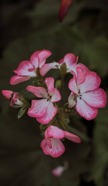 Delicate Pink and White Flowers