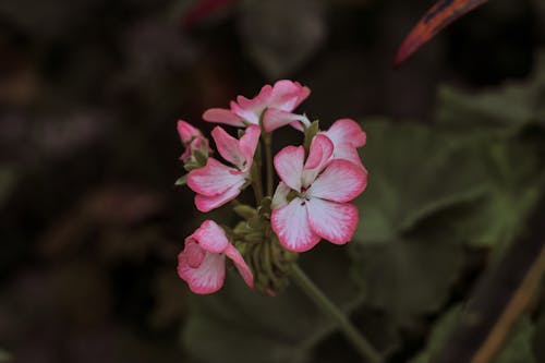 Close-up of Pink Pelargonium Flowers 