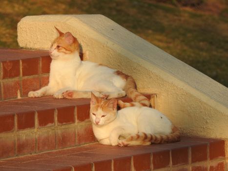Two cute orange and white cats relaxing on sunny brick steps outdoors.