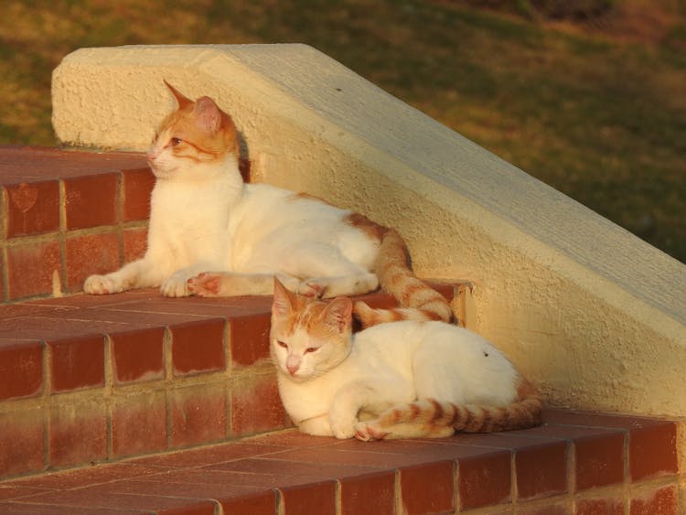 Two Cats Sitting On Steps 