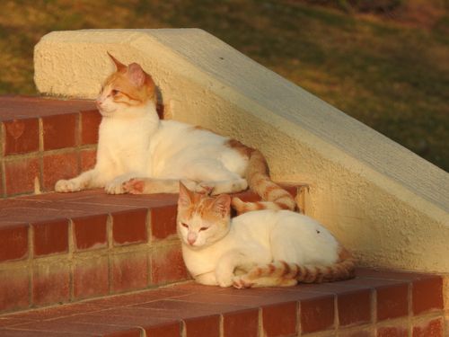 Free Two cute orange and white cats relaxing on sunny brick steps outdoors. Stock Photo