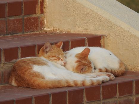 Two adorable orange and white cats sleeping peacefully on tiled outdoor steps.