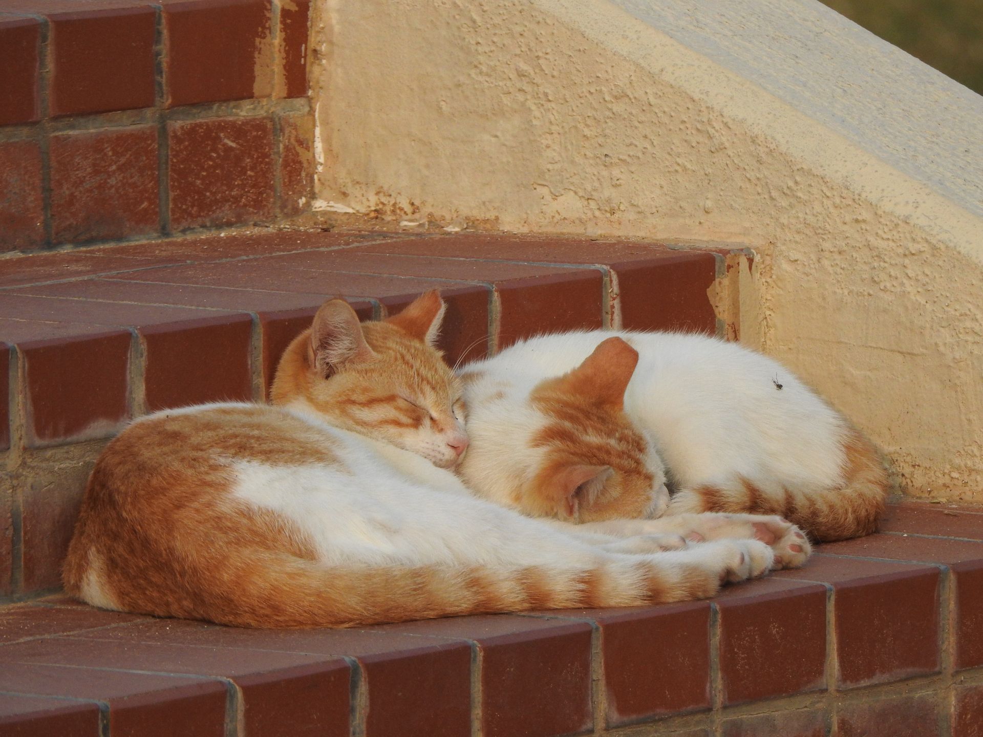 Two adorable orange and white cats sleeping peacefully on tiled outdoor steps.