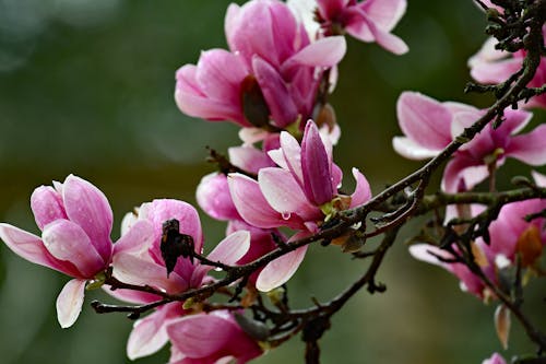 ピンク, フローラ, マグノリアの無料の写真素材
