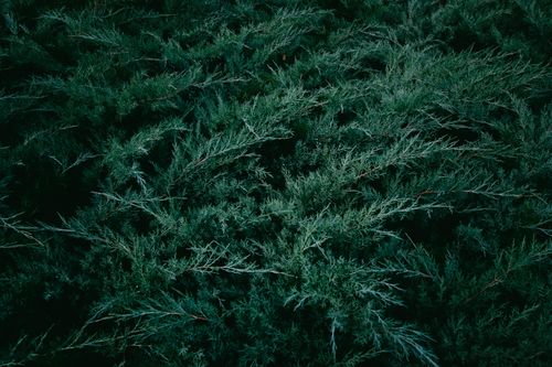 Free Close-up texture of lush green conifer branches in a nature setting. Stock Photo