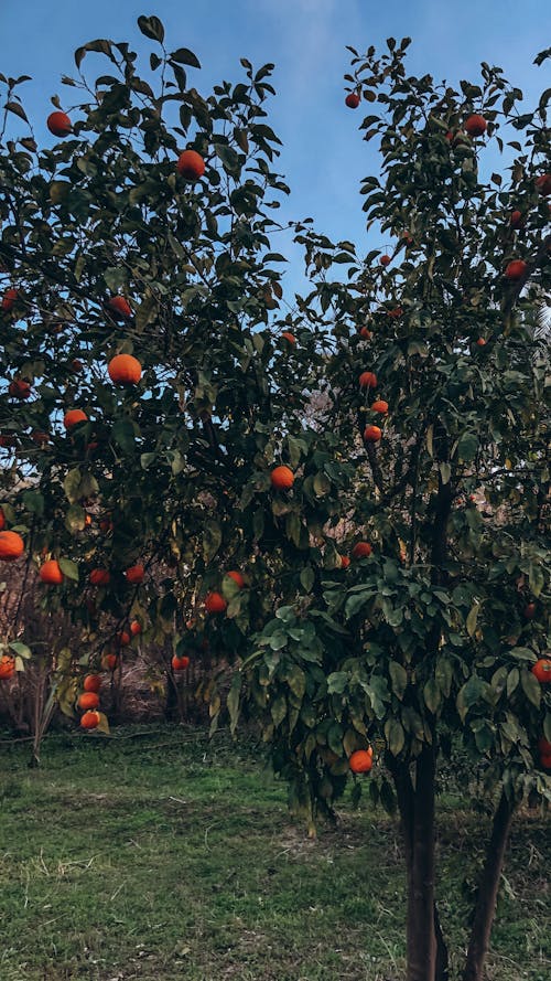 Безкоштовне стокове фото на тему «апельсини, вертикальні постріл, дерево помаранчевий»