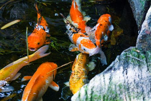 Free KOI Stock Photo