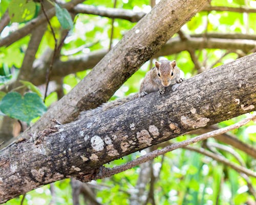 무료 귀여운, 다람쥐, 동물 사진의 무료 스톡 사진