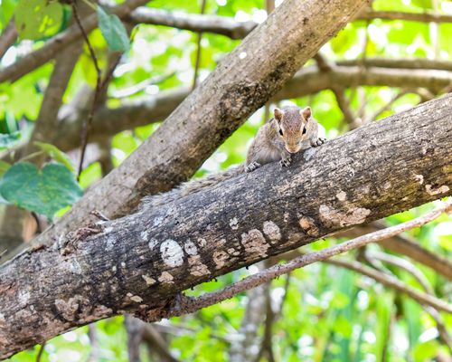 Free Close-up of a cute squirrel perched on a tree branch amidst lush green leaves in a forest setting. Stock Photo