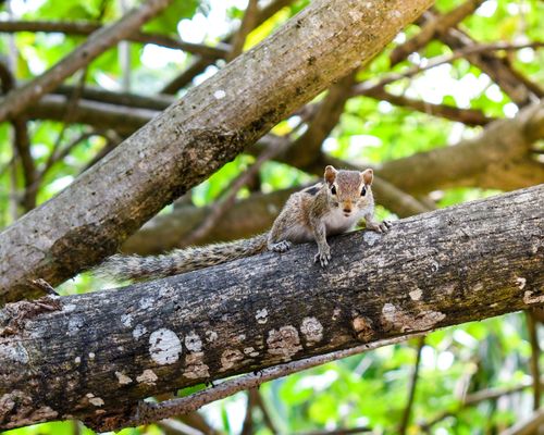 Free Adorable squirrel resting on a tree branch in a lush green forest. Stock Photo