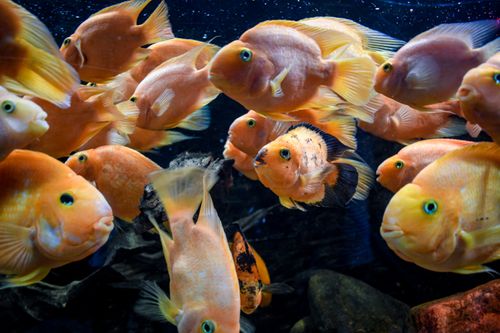 Free fish Stock Photo