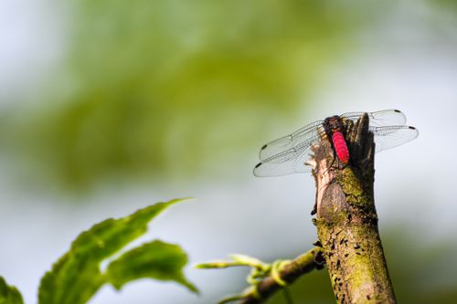 Free dragonfly Stock Photo