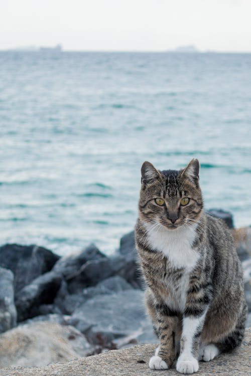 無料 ネコ, ぶち猫, ロッキーの無料の写真素材 写真素材