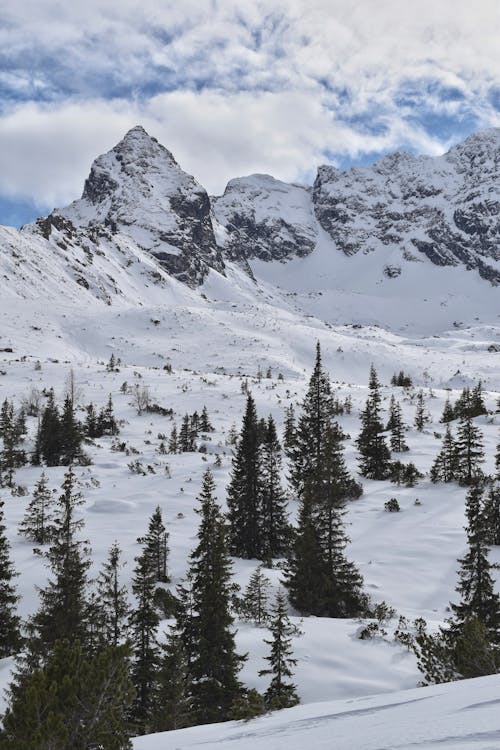 Landscape of Rocky, Snowcapped Mountains and Coniferous Trees in the Valley