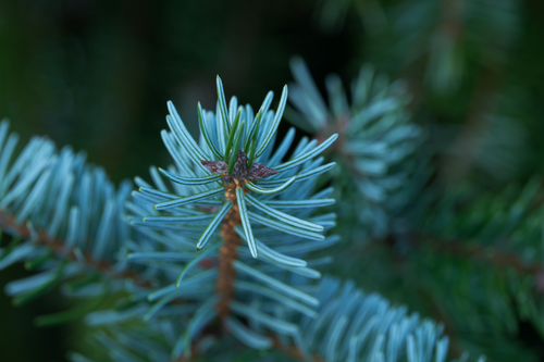 Free Detailed close-up of a green conifer branch, highlighting evergreen needles. Stock Photo