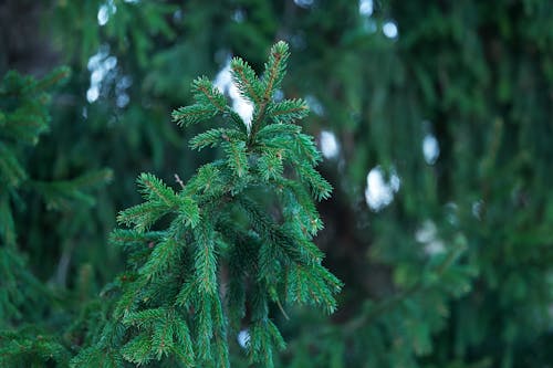 Close-up of a Coniferous Tree Branch 