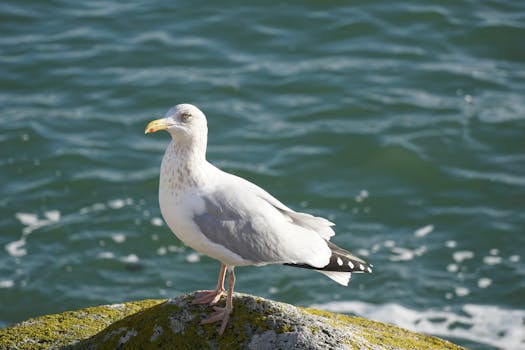 A seagull stands on a rock by the sea, capturing coastal wildlife beauty.