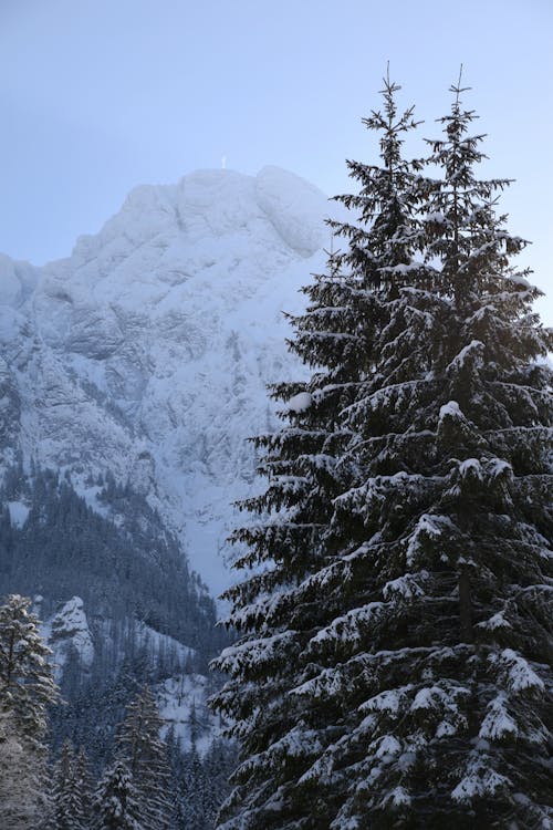 ağaçlar, buz tutmuş, dağ doruğu içeren Ücretsiz stok fotoğraf