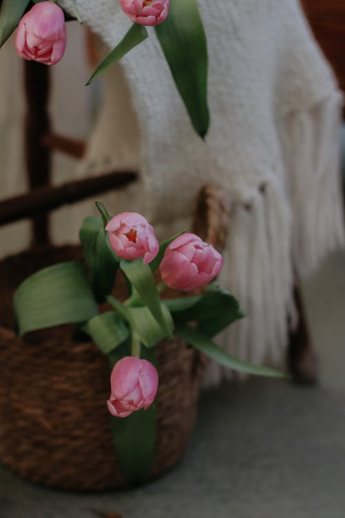 Basket of Pink Tulips Under a Chair