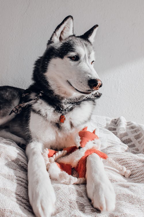 エスキモー犬, おもちゃ, おもちゃの動物の無料の写真素材