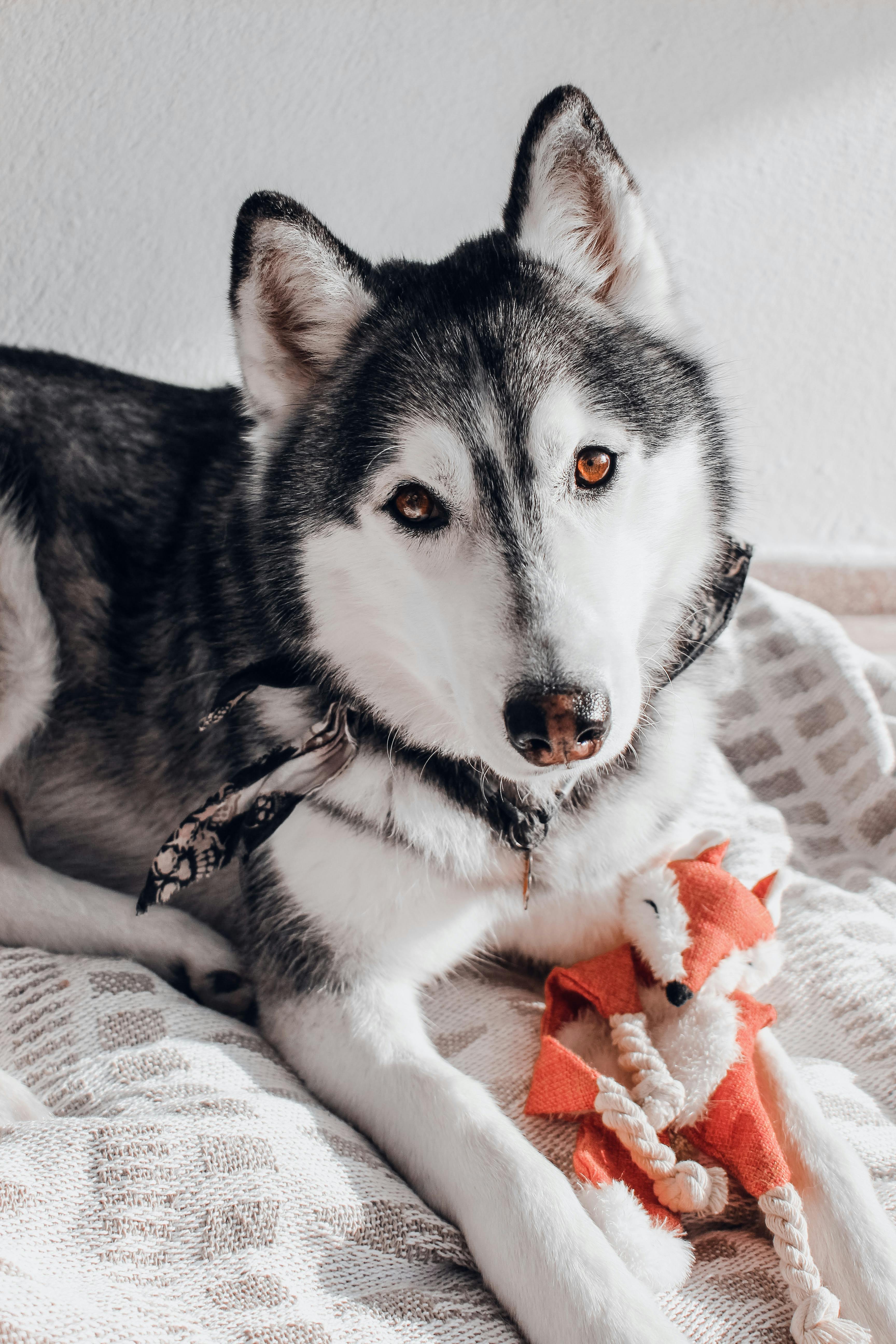 husky with a toy