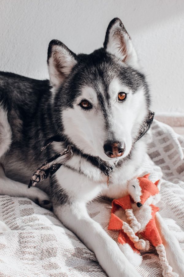 A husky lying beside a soft fox-shaped toy