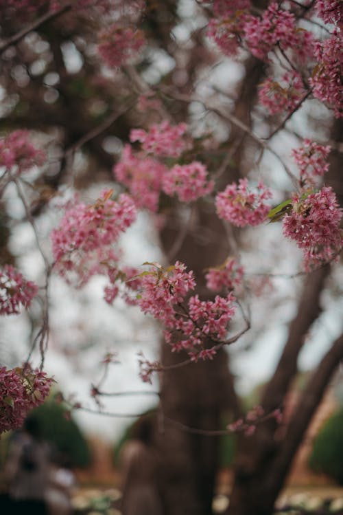 4k duvar kağıdı, açık pembe, çiçek içeren Ücretsiz stok fotoğraf