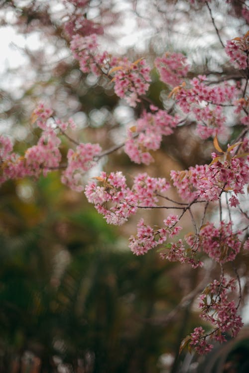 4k duvar kağıdı, açık pembe, çiçek içeren Ücretsiz stok fotoğraf