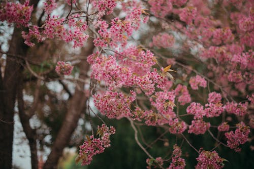 4k duvar kağıdı, açık pembe, çiçek içeren Ücretsiz stok fotoğraf