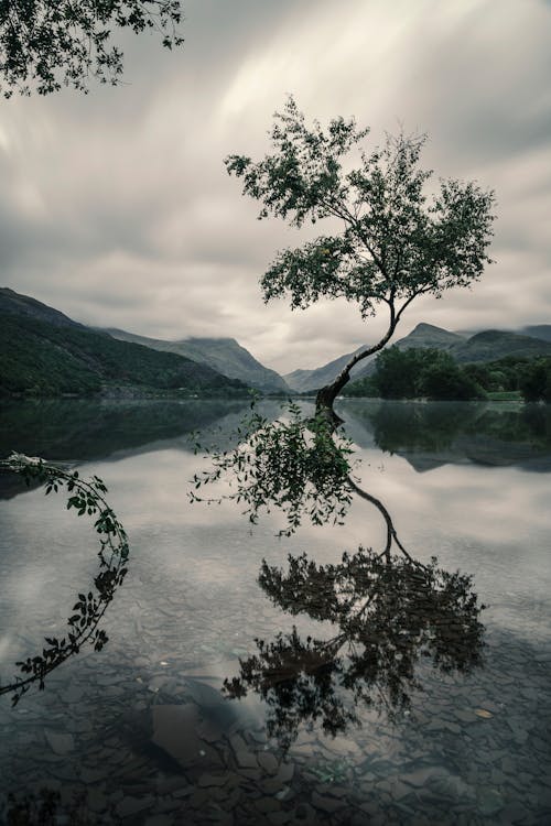 Free Tree With Reflection on Body of Water Stock Photo