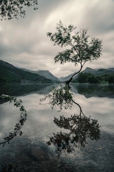 山间湖水平静如镜，在多云的天空下倒映着一棵树，景象宁静